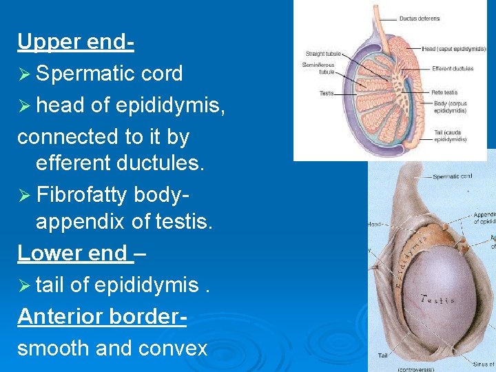 Upper endØ Spermatic cord Ø head of epididymis, connected to it by efferent ductules. Upper endØ Spermatic cord Ø head of epididymis, connected to it by efferent ductules.