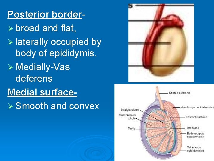 Posterior borderØ broad and flat, Ø laterally occupied by body of epididymis. Ø Medially-Vas Posterior borderØ broad and flat, Ø laterally occupied by body of epididymis. Ø Medially-Vas