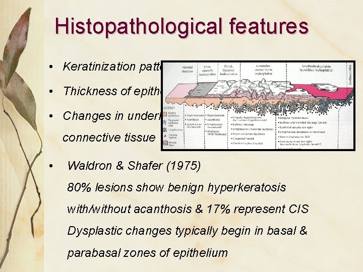 Histopathological features • Keratinization pattern • Thickness of epithelium • Changes in underlying connective