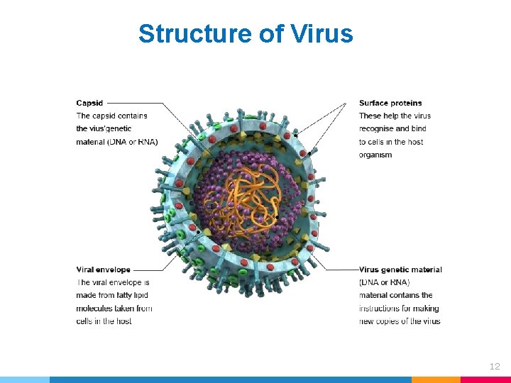 Structure of Virus 12 Structure of Virus 12