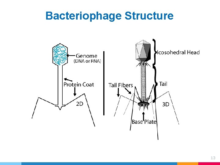 Bacteriophage Structure 13 Bacteriophage Structure 13