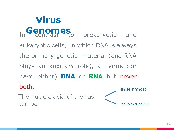 Virus Genomes In contrast to prokaryotic and eukaryotic cells, in which DNA is always Virus Genomes In contrast to prokaryotic and eukaryotic cells, in which DNA is always