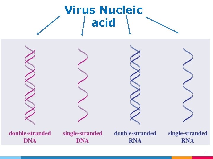 Virus Nucleic acid 15 Virus Nucleic acid 15