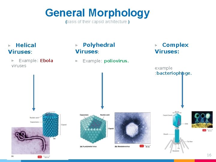General Morphology (basis of their capsid architecture. ) Helical Viruses: ▷ ▷ Example: Ebola General Morphology (basis of their capsid architecture. ) Helical Viruses: ▷ ▷ Example: Ebola