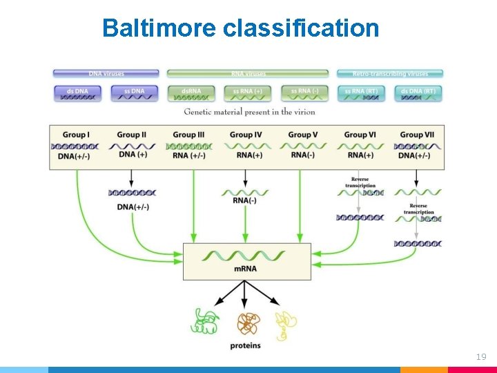 Baltimore classification 19 Baltimore classification 19
