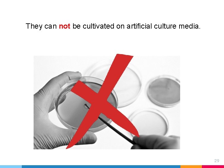 They can not be cultivated on artificial culture media. 29 They can not be cultivated on artificial culture media. 29