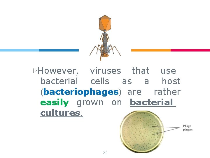 “ ▷However, viruses that use bacterial cells as a host (bacteriophages) are rather easily “ ▷However, viruses that use bacterial cells as a host (bacteriophages) are rather easily