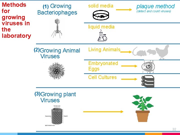 Methods for growing viruses in the laboratory (1) Growing solid media Bacteriophages plaque method Methods for growing viruses in the laboratory (1) Growing solid media Bacteriophages plaque method