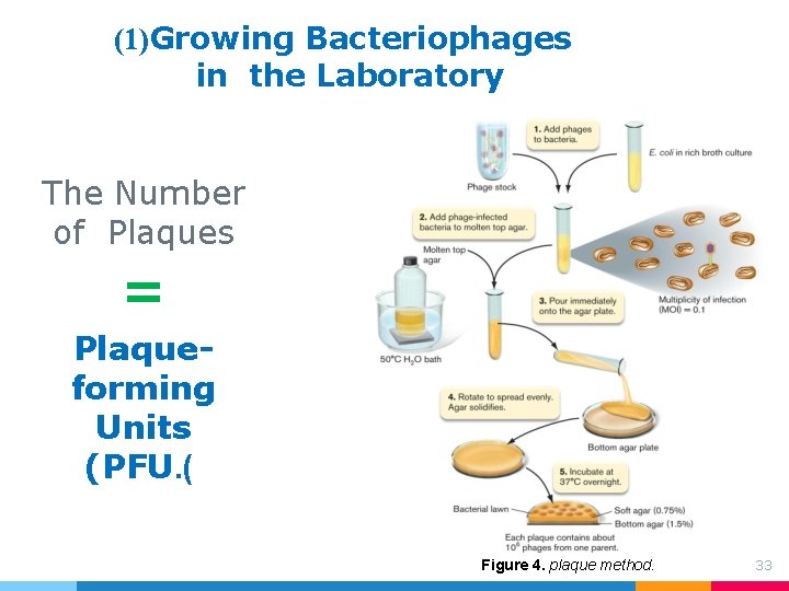 (1)Growing Bacteriophages in the Laboratory The Number of Plaques = Plaqueforming Units (PFU. ( (1)Growing Bacteriophages in the Laboratory The Number of Plaques = Plaqueforming Units (PFU. (