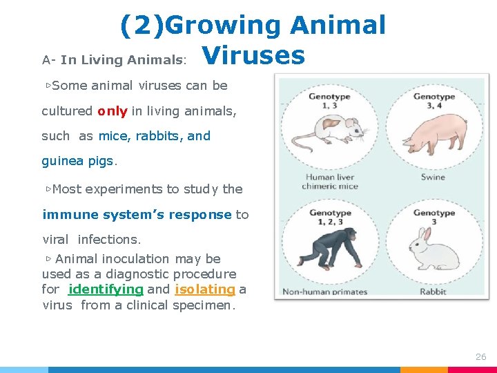 (2)Growing Animal A- In Living Animals: Viruses ▷Some animal viruses can be cultured only (2)Growing Animal A- In Living Animals: Viruses ▷Some animal viruses can be cultured only