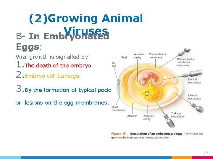 (2)Growing Animal Viruses B- In Embryonated Eggs: Viral growth is signalled by: 1. The (2)Growing Animal Viruses B- In Embryonated Eggs: Viral growth is signalled by: 1. The