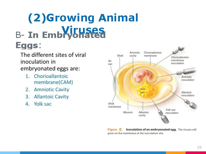 (2)Growing Animal Viruses B- In Embryonated Eggs: 5. 28 (2)Growing Animal Viruses B- In Embryonated Eggs: 5. 28