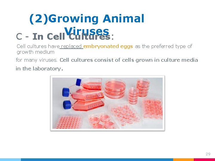 (2)Growing Animal Viruses C - In Cell Cultures: Cell cultures have replaced embryonated eggs (2)Growing Animal Viruses C - In Cell Cultures: Cell cultures have replaced embryonated eggs