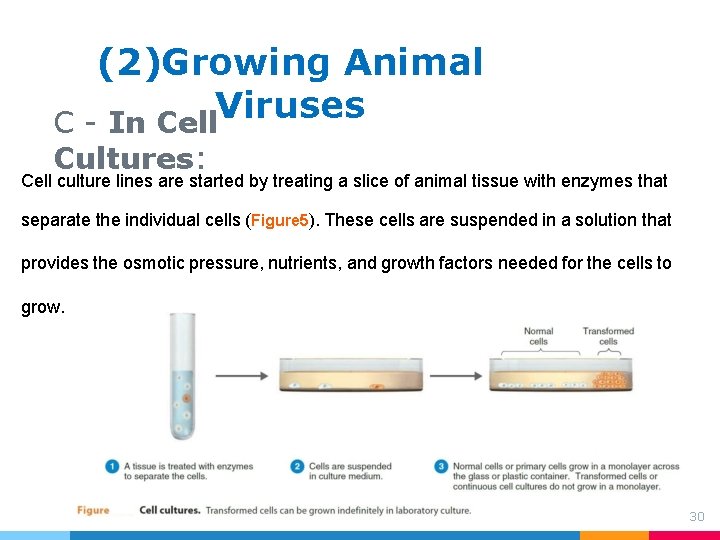 (2)Growing Animal Viruses C - In Cell Cultures: Cell culture lines are started by (2)Growing Animal Viruses C - In Cell Cultures: Cell culture lines are started by