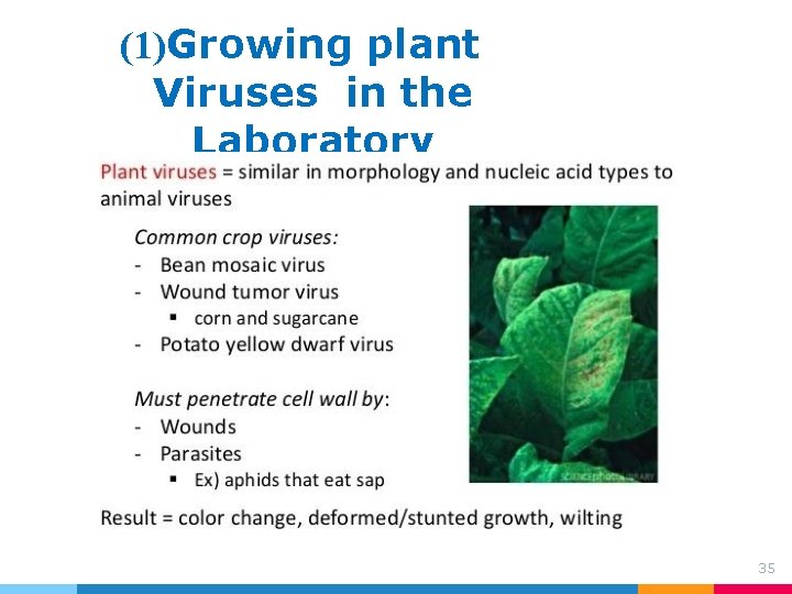 (1)Growing plant Viruses in the Laboratory 35 (1)Growing plant Viruses in the Laboratory 35