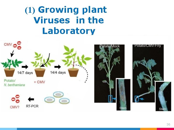 (1) Growing plant Viruses in the Laboratory 36 (1) Growing plant Viruses in the Laboratory 36