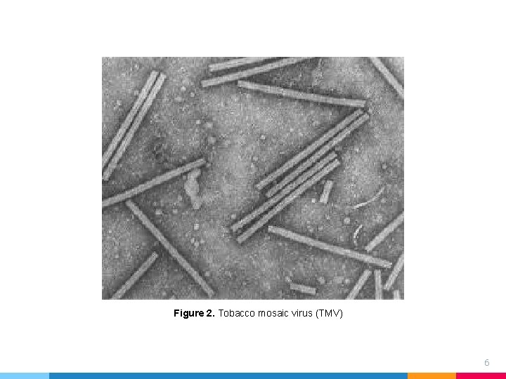 Figure 2. Tobacco mosaic virus (TMV) 6 Figure 2. Tobacco mosaic virus (TMV) 6