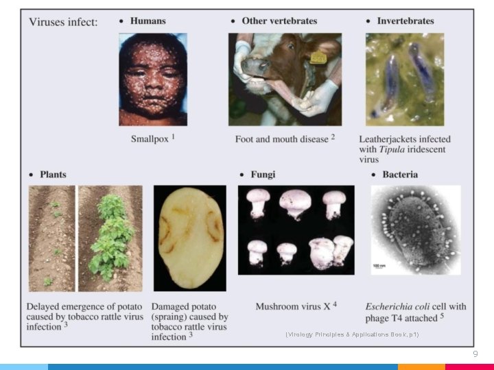 (Virology Principles & Applications Book, p 1) 9 (Virology Principles & Applications Book, p 1) 9