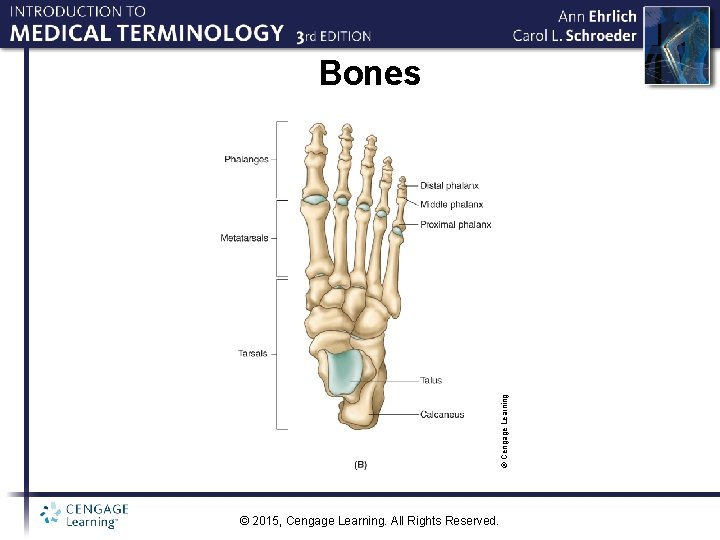 © Cengage Learning Bones © 2015, Cengage Learning. All Rights Reserved. 