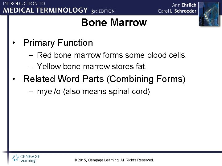 Bone Marrow • Primary Function – Red bone marrow forms some blood cells. –