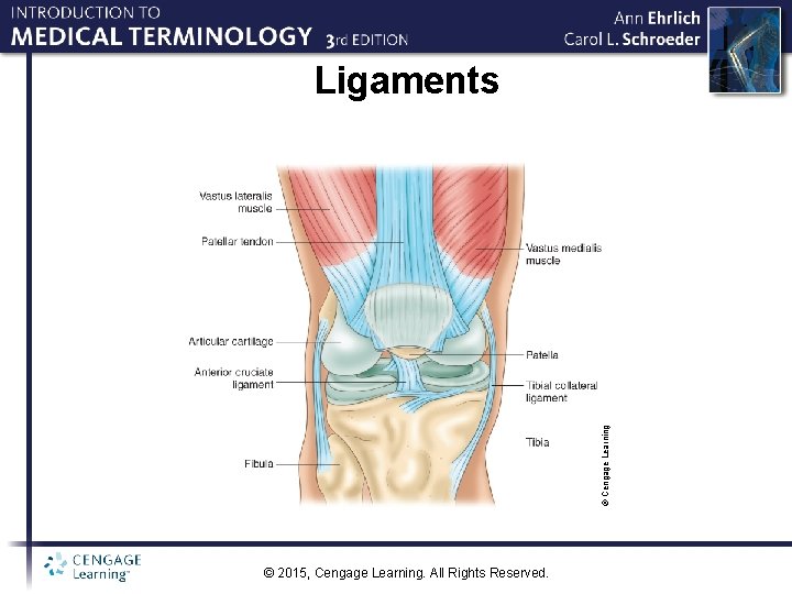 © Cengage Learning Ligaments © 2015, Cengage Learning. All Rights Reserved. 