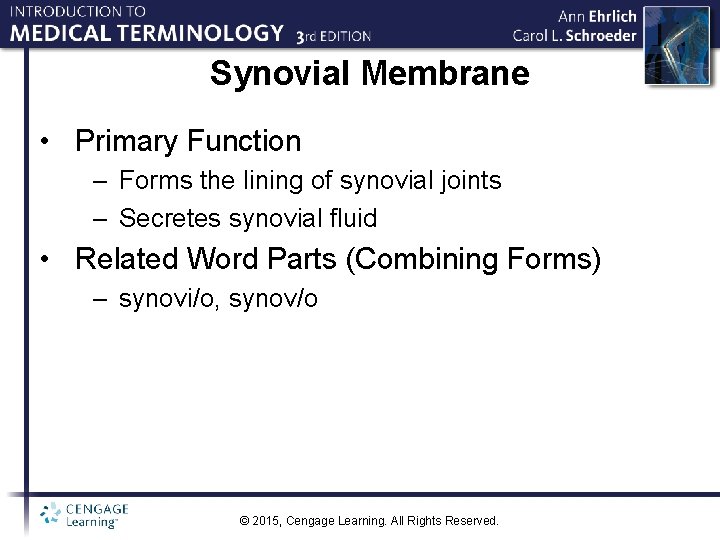 Synovial Membrane • Primary Function – Forms the lining of synovial joints – Secretes