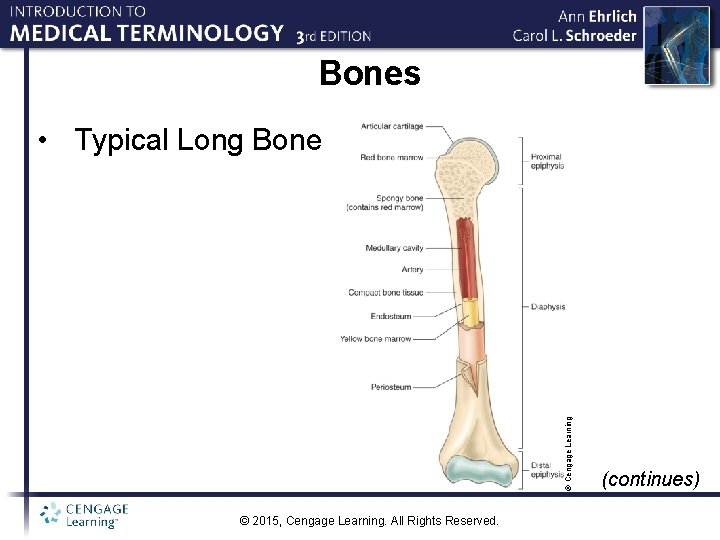 Bones © Cengage Learning • Typical Long Bone © 2015, Cengage Learning. All Rights