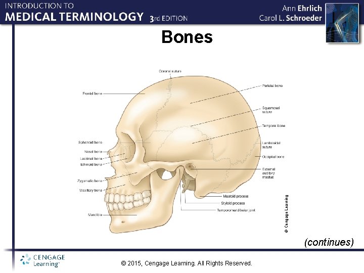 © Cengage Learning Bones (continues) © 2015, Cengage Learning. All Rights Reserved. 