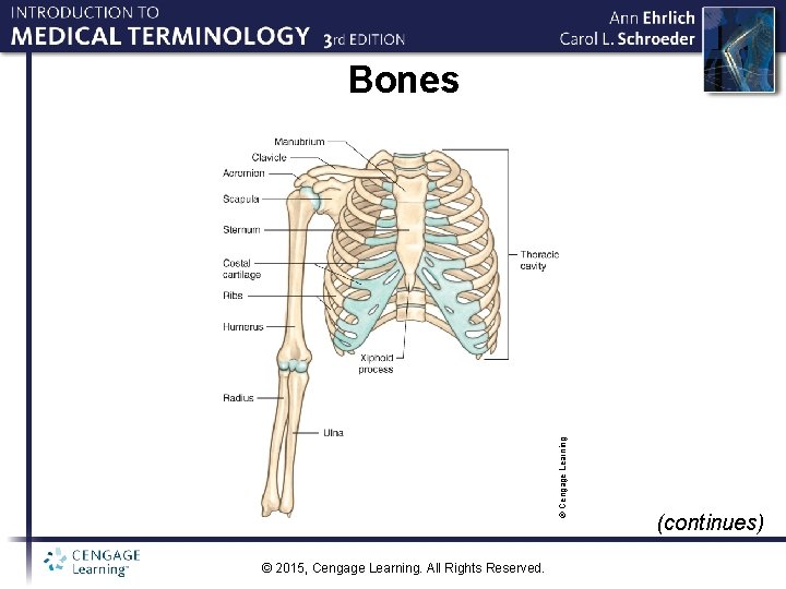 © Cengage Learning Bones © 2015, Cengage Learning. All Rights Reserved. (continues) 