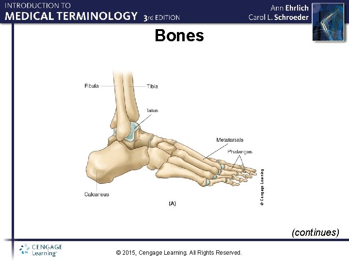 © Cengage Learning Bones (continues) © 2015, Cengage Learning. All Rights Reserved. 