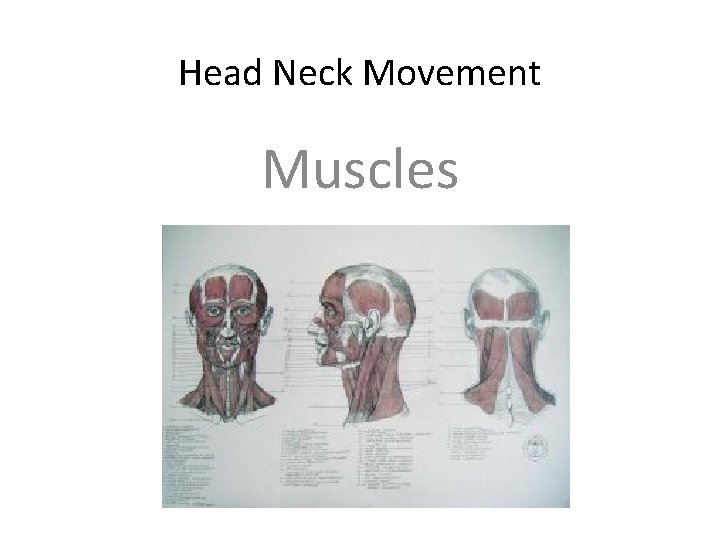 Head Neck Movement Muscles 