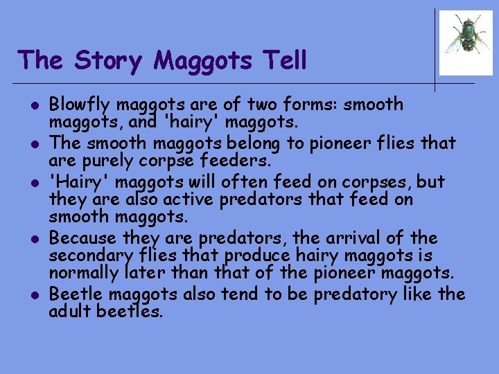 The Story Maggots Tell l l Blowfly maggots are of two forms: smooth maggots,