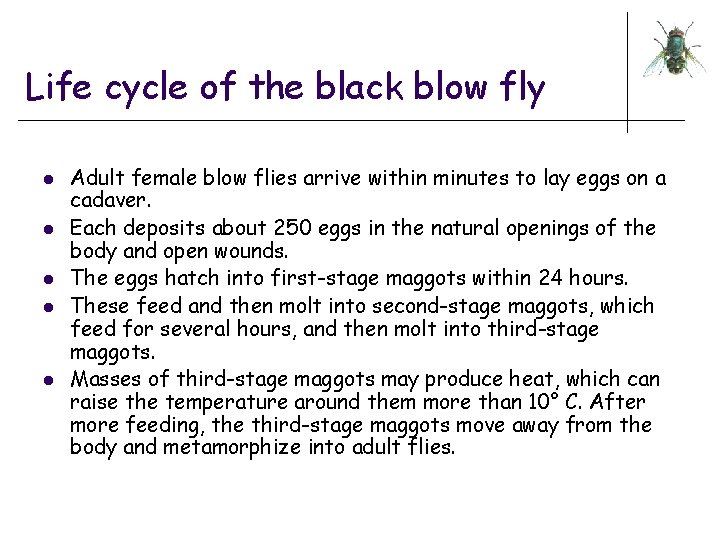 Life cycle of the black blow fly l l l Adult female blow flies