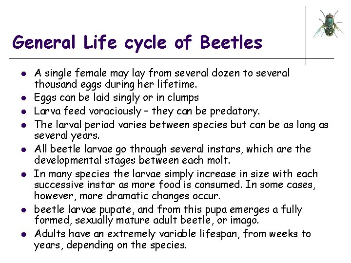 General Life cycle of Beetles l l l l A single female may lay