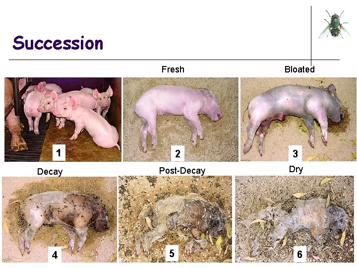 Succession Fresh 1 Decay 4 2 Post-Decay 5 Bloated 3 Dry 6 