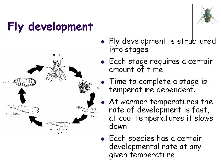 Fly development l l l Fly development is structured into stages Each stage requires