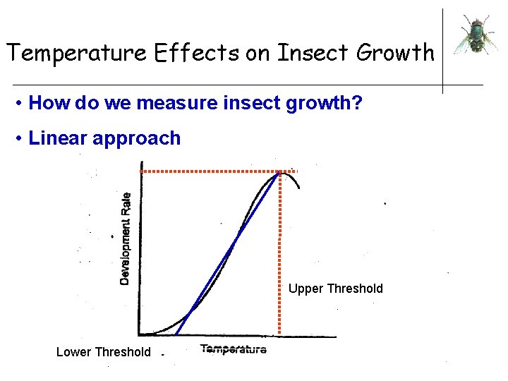 Temperature Effects on Insect Growth • How do we measure insect growth? • Linear