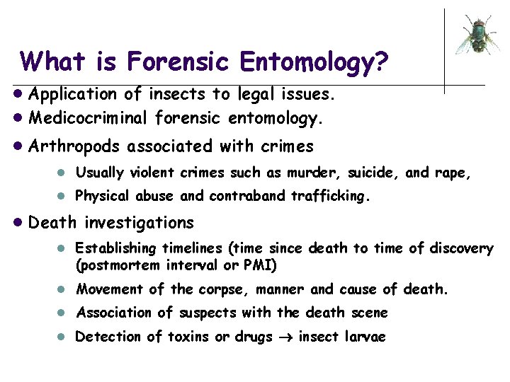 What is Forensic Entomology? l Application of insects to legal issues. l Medicocriminal forensic