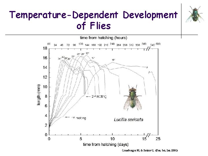 Temperature-Dependent Development of Flies 