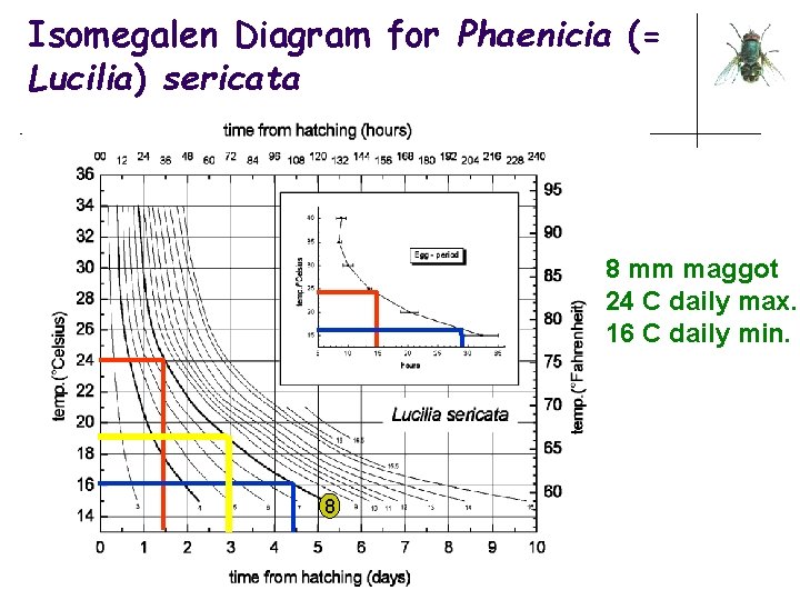 Isomegalen Diagram for Phaenicia (= Lucilia) sericata 8 mm maggot 24 C daily max.