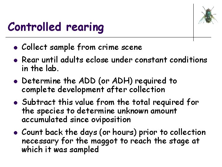 Controlled rearing l l l Collect sample from crime scene Rear until adults eclose