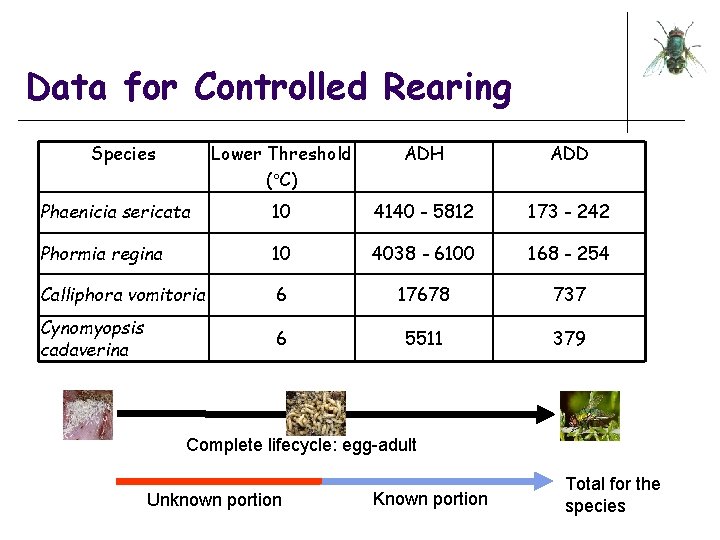 Data for Controlled Rearing Species Lower Threshold ( C) ADH ADD Phaenicia sericata 10