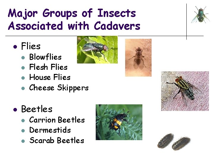 Major Groups of Insects Associated with Cadavers l Flies l l l Blowflies Flesh