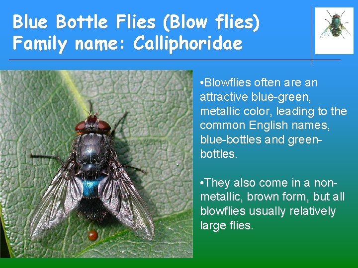 Blue Bottle Flies (Blow flies) Family name: Calliphoridae • Blowflies often are an attractive