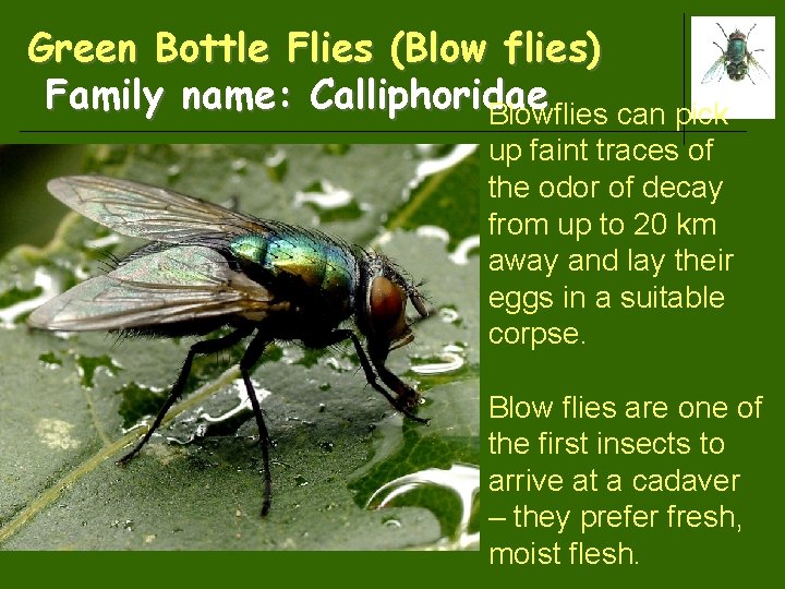 Green Bottle Flies (Blow flies) Family name: Calliphoridae Blowflies can pick up faint traces