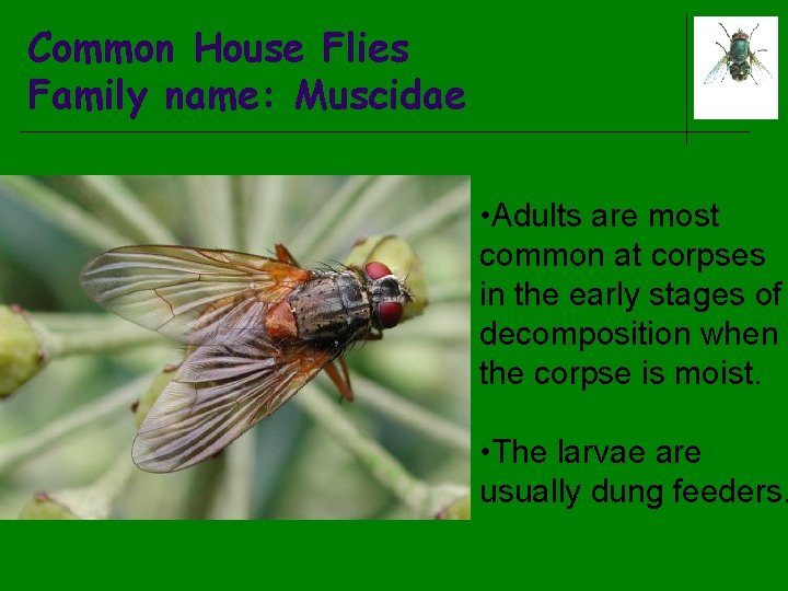 Common House Flies Family name: Muscidae • Adults are most common at corpses in