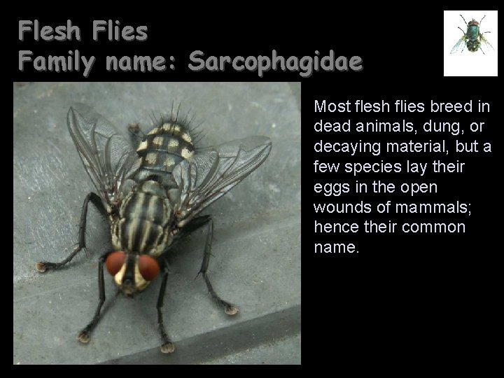 Flesh Flies Family name: Sarcophagidae Most flesh flies breed in dead animals, dung, or