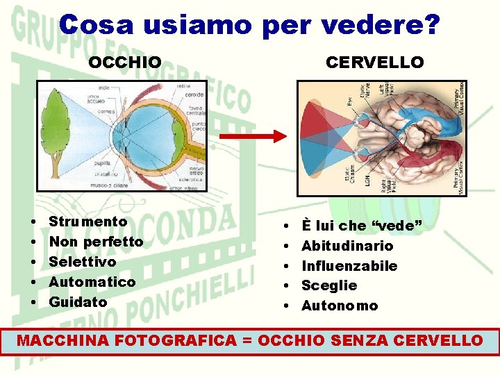 Cosa usiamo per vedere? OCCHIO • • • Strumento Non perfetto Selettivo Automatico Guidato