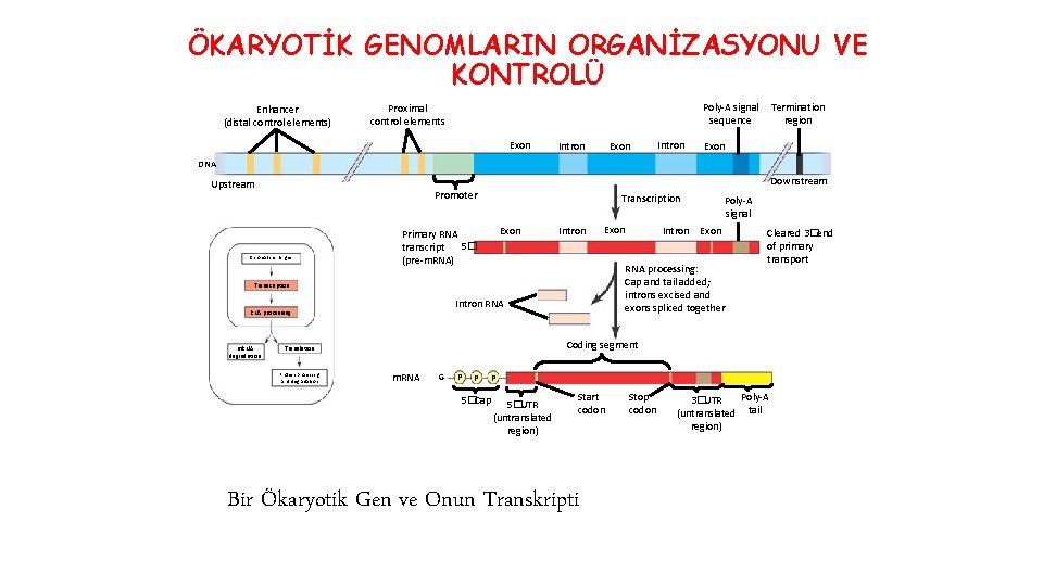 ÖKARYOTİK GENOMLARIN ORGANİZASYONU VE KONTROLÜ Enhancer (distal control elements) Poly-A signal sequence Proximal control