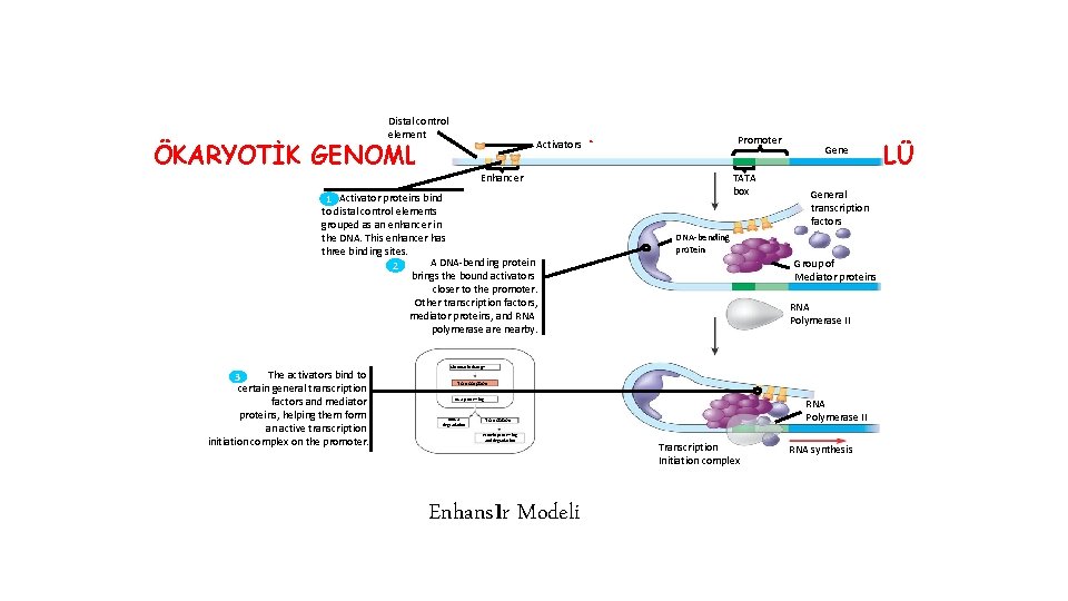 Distal control element Promoter Gene ÖKARYOTİK GENOMLARIN ORGANİZASYONU VE KONTROLÜ Activators Enhancer 1 Activator